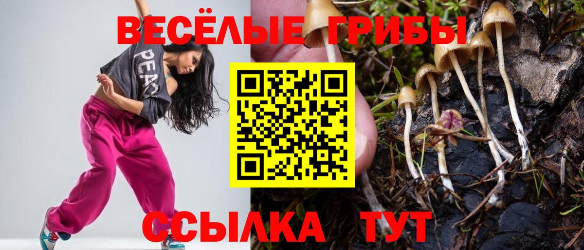 Псилоцибиновые грибы Psilocybe  Вход с VPN  Кохма 